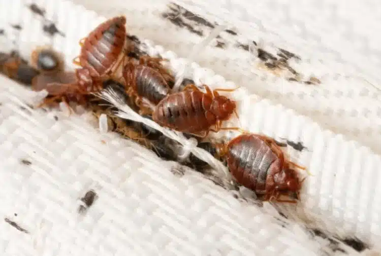 Heat vs Chemical Bed Bug Treatments
