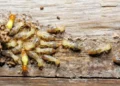 Termite Trouble