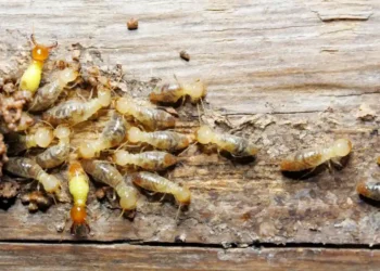 Termite Trouble
