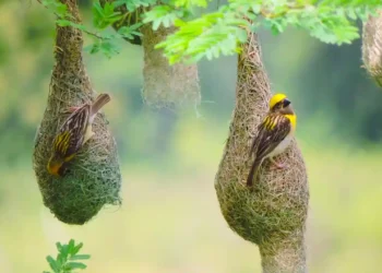 What Are the Biggest Myths About Building Bird Shelters?