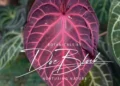 Anthurium