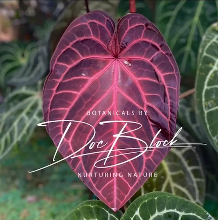 Anthurium