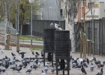 Pigeon Contraceptives
