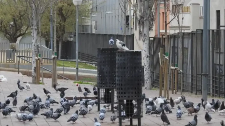 Pigeon Contraceptives