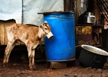 Animal Cruelty in the Cattle Industry