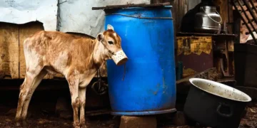 Animal Cruelty in the Cattle Industry