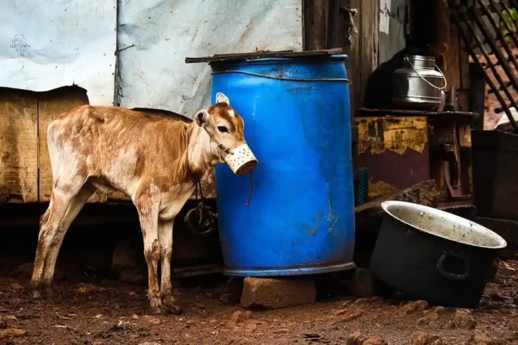 Animal Cruelty in the Cattle Industry